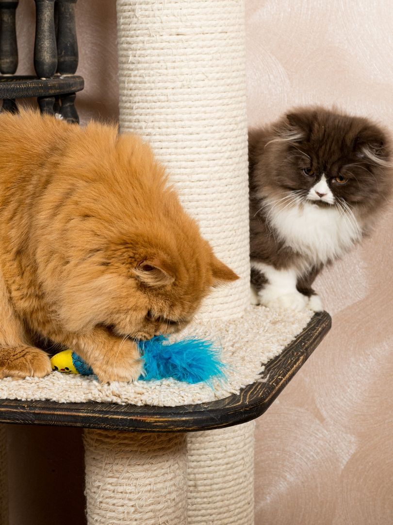 Product CTC0680965 photo 2