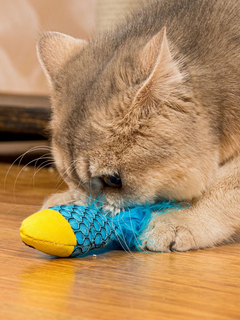 Product CTC0680965 photo 4