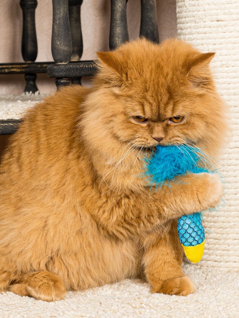 Product CTC0680965 photo 5