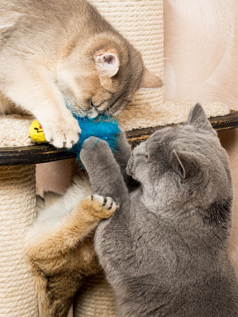 Product CTC0680965 photo 7