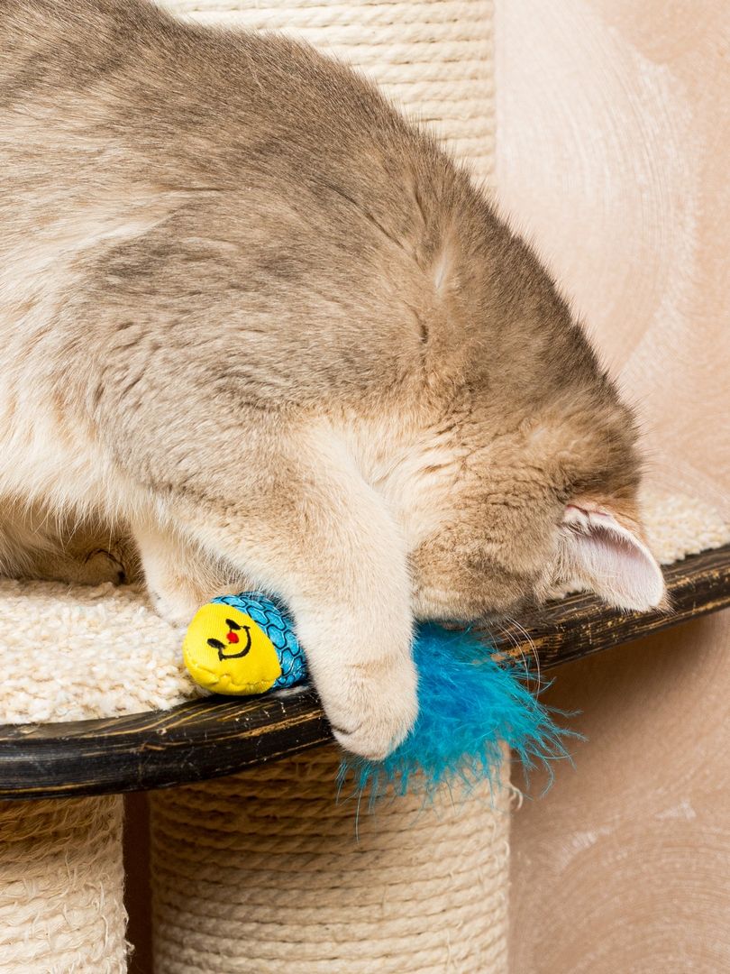 Product CTC0680965 photo 8