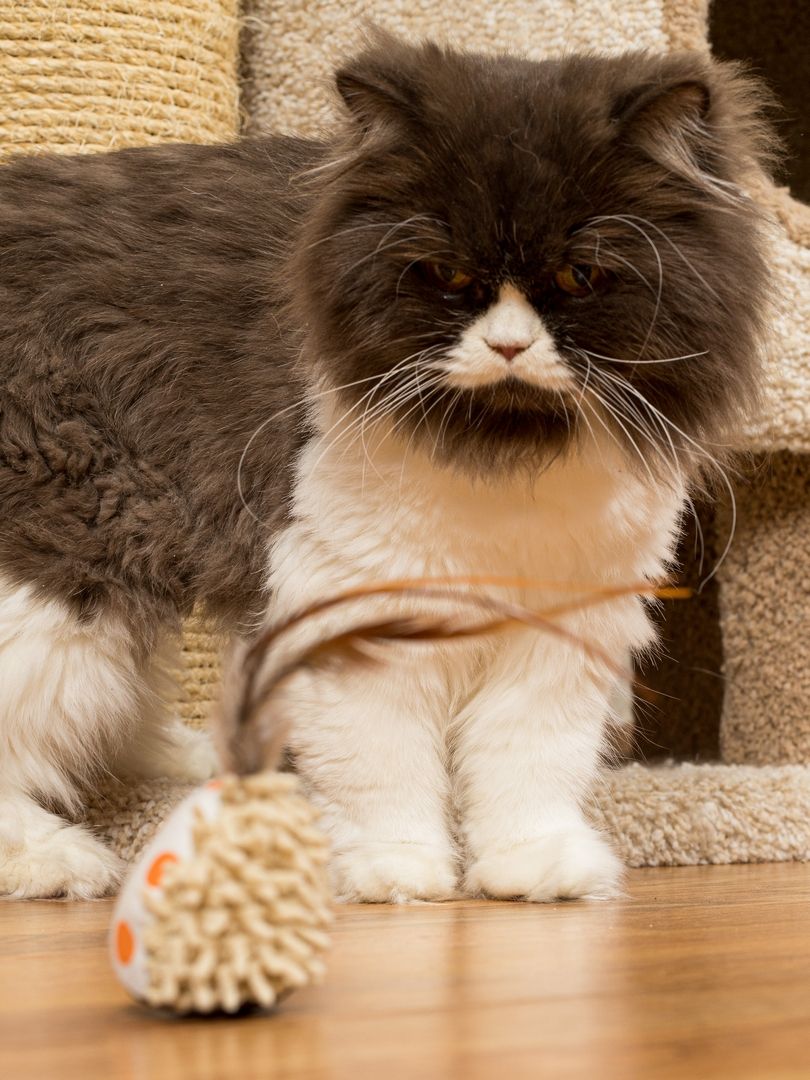 Produkt CTC0681009 Bild 5