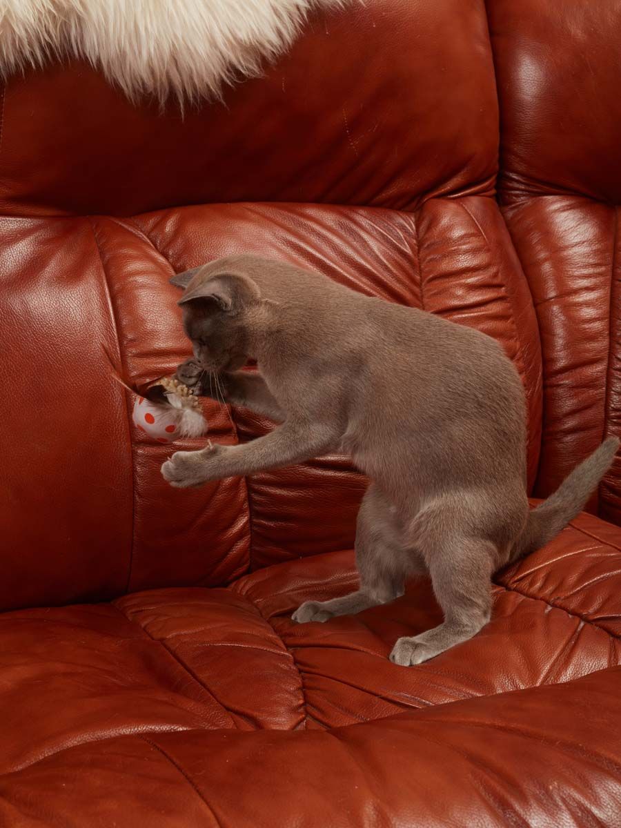 Produkt CTC0681009 Bild 6