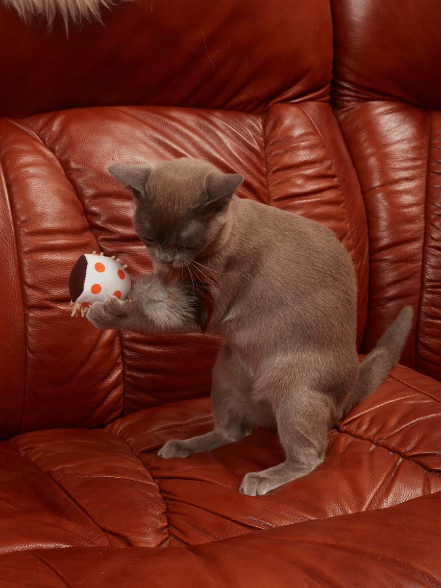 Produkt CTC0681009 Bild 7