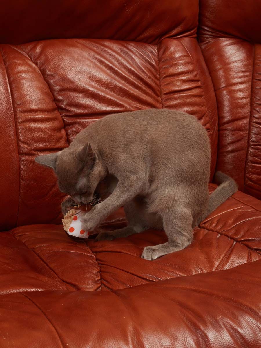 Produkt CTC0681009 Bild 8