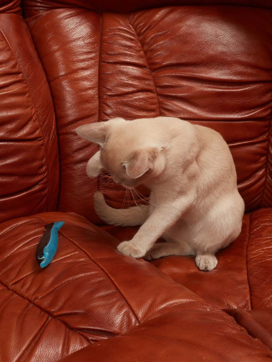 Produkt CTM0843552 Bild 2