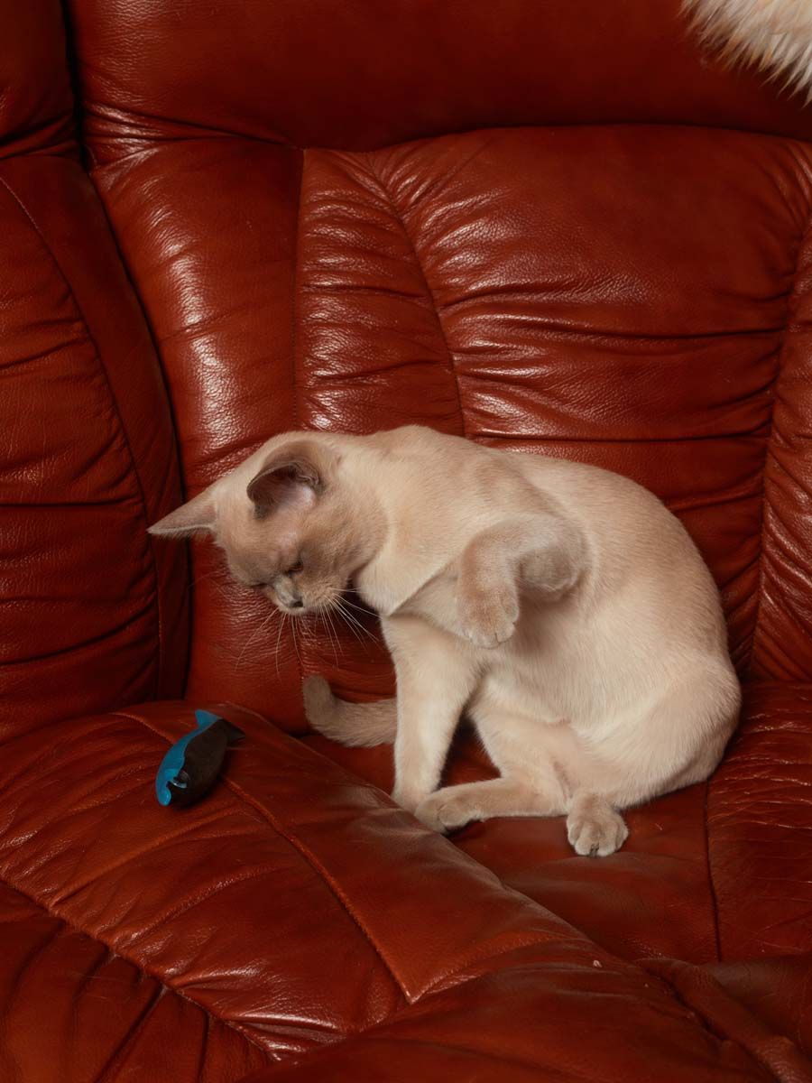 Produkt CTM0843552 Bild 4