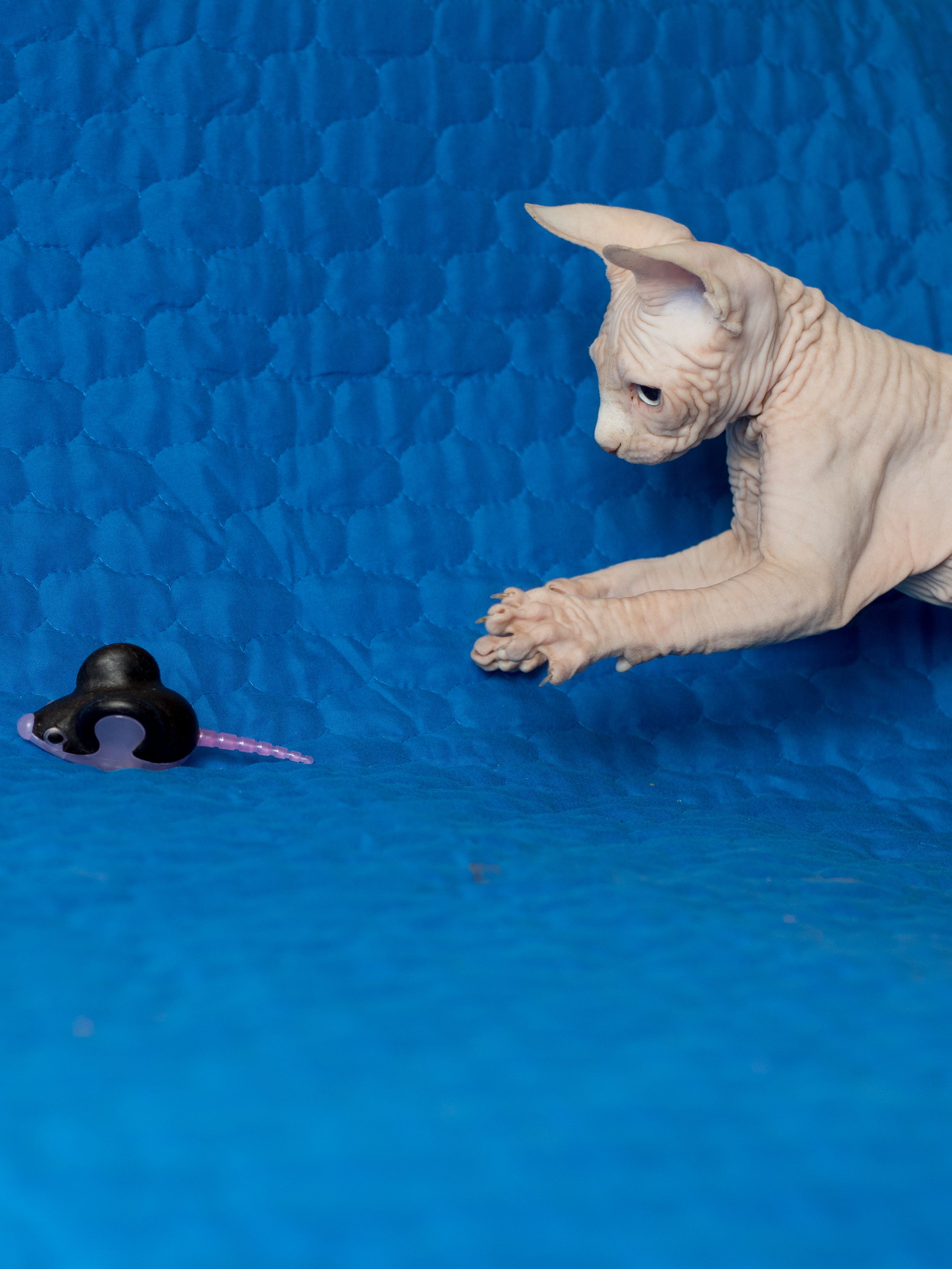 Produkt CTM0844429 Bild 2