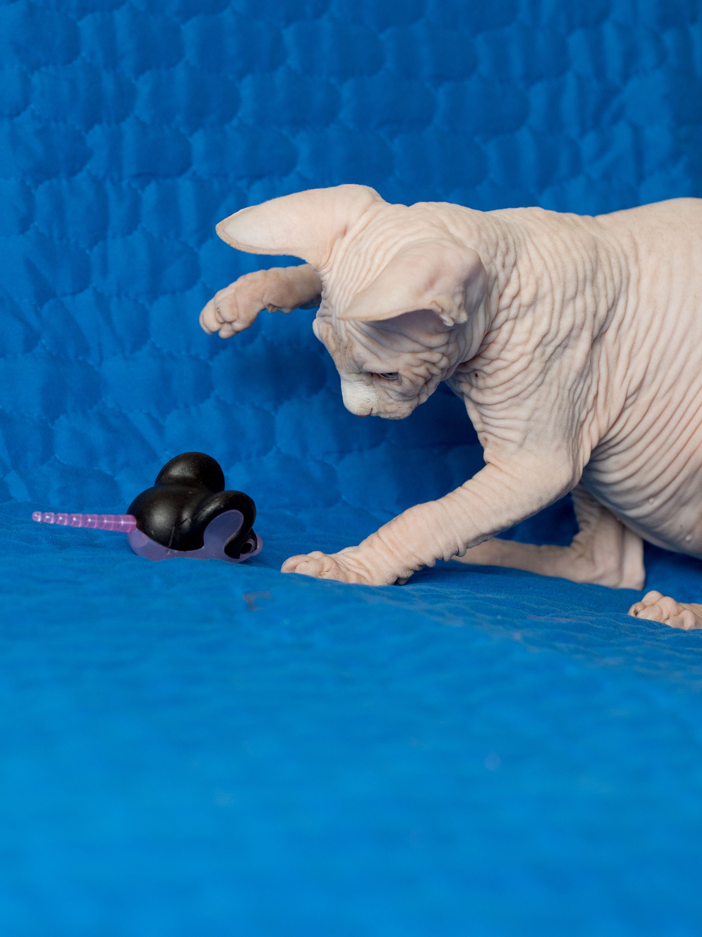 Produkt CTM0844429 Bild 3