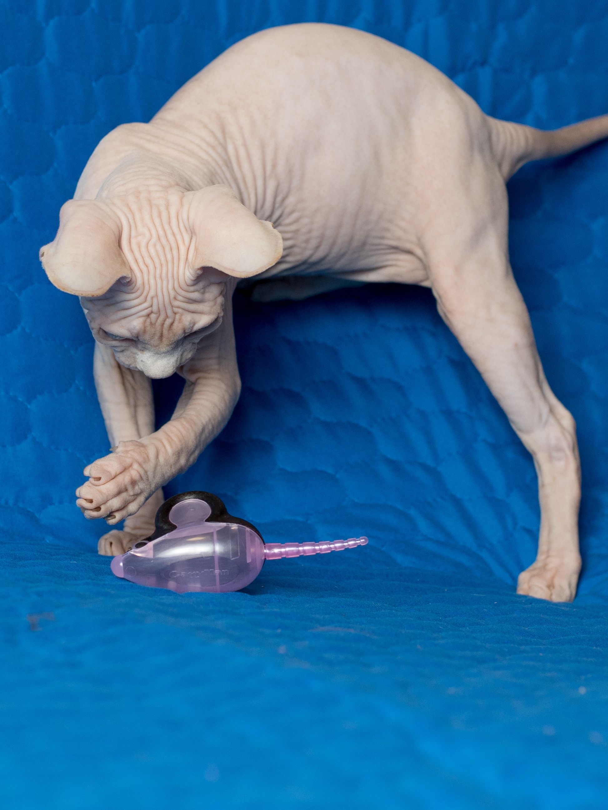 Produkt CTM0844429 Bild 4