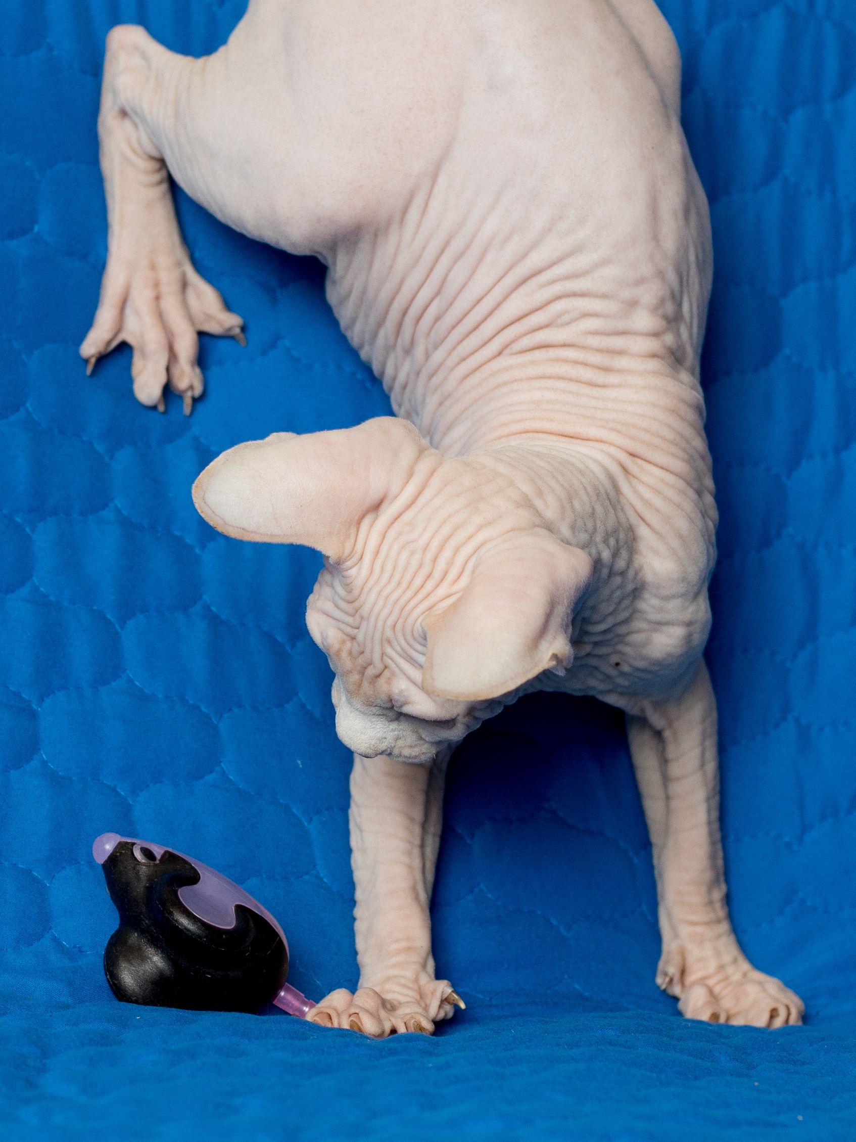 Produkt CTM0844429 Bild 5