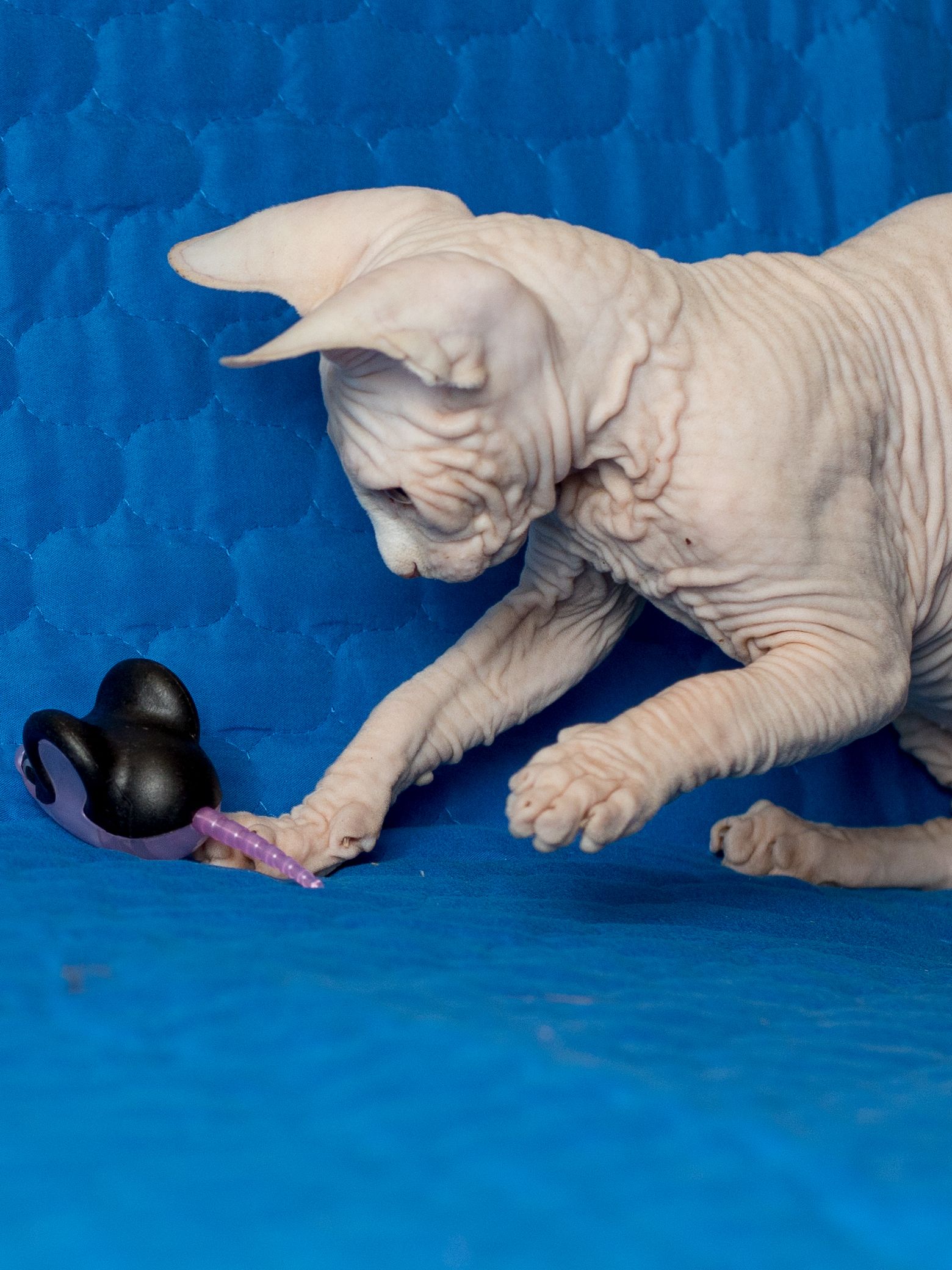 Produkt CTM0844429 Bild 6