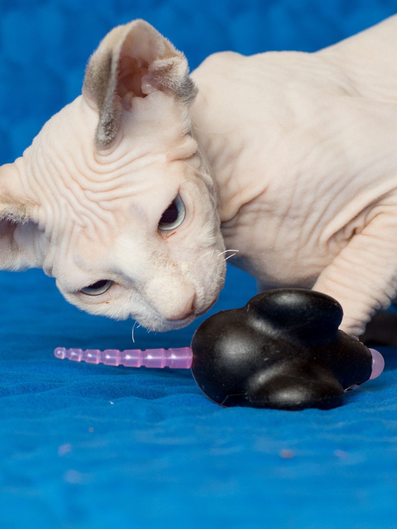 Produkt CTM0844429 Bild 8