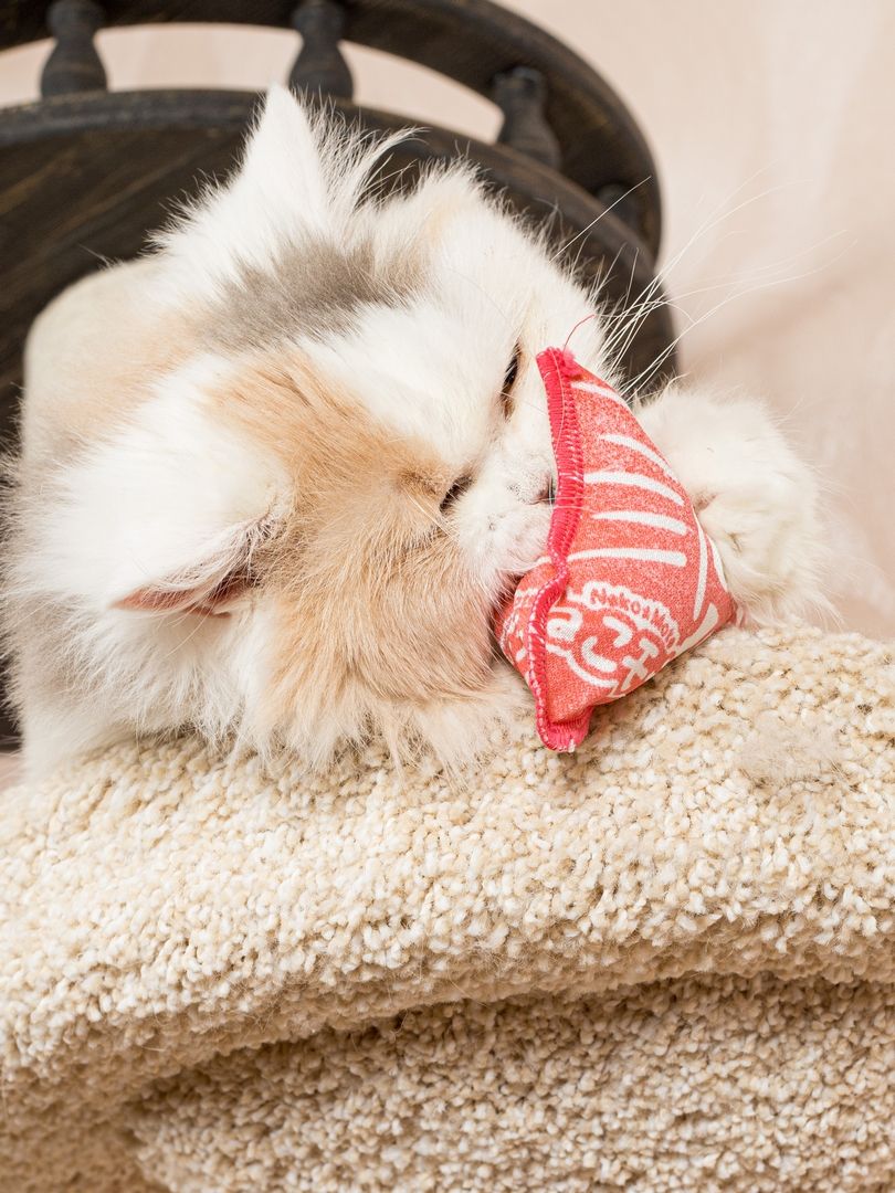 Product CTM0917803 photo 10