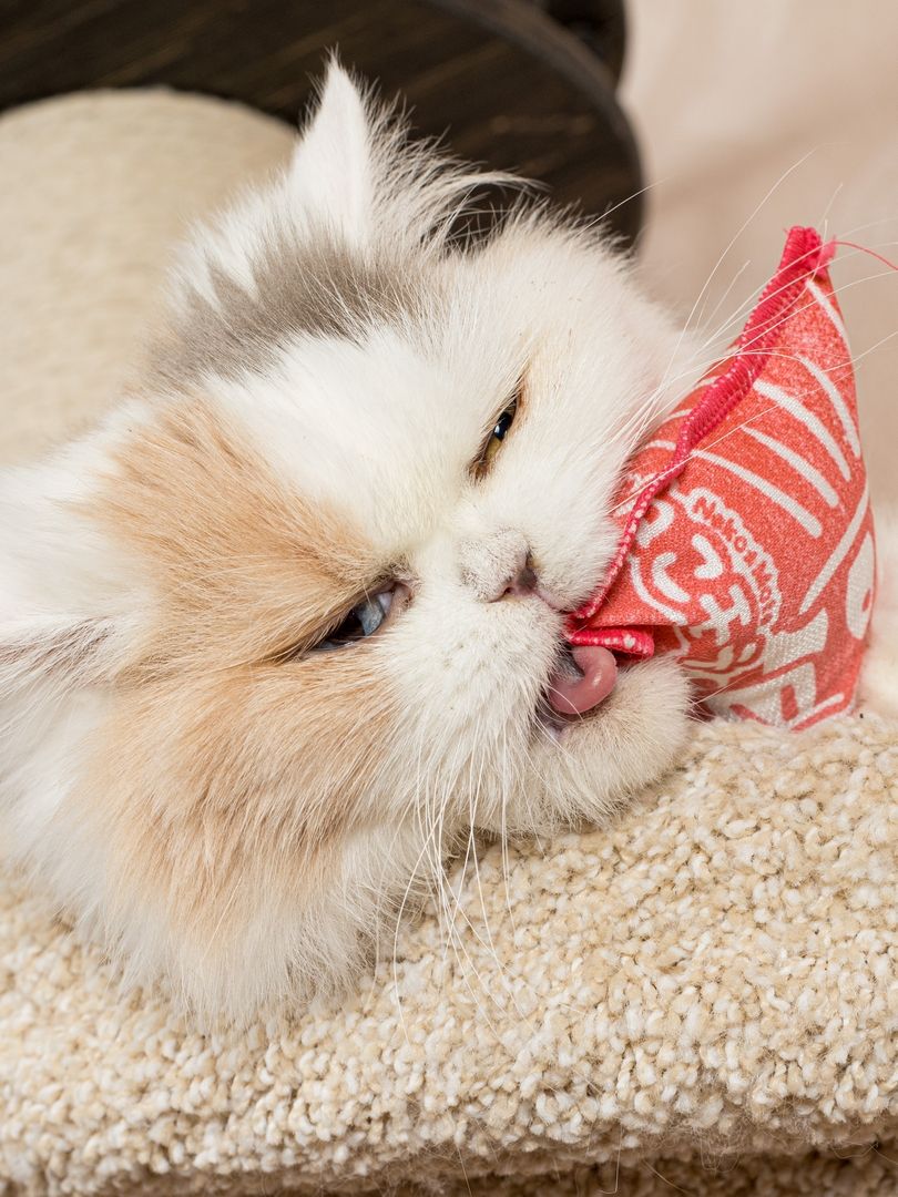 Product CTM0917803 photo 11