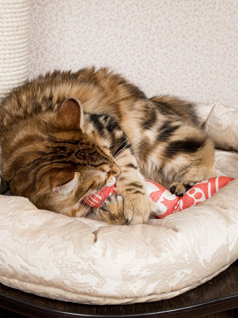 Product CTM0917803 photo 5