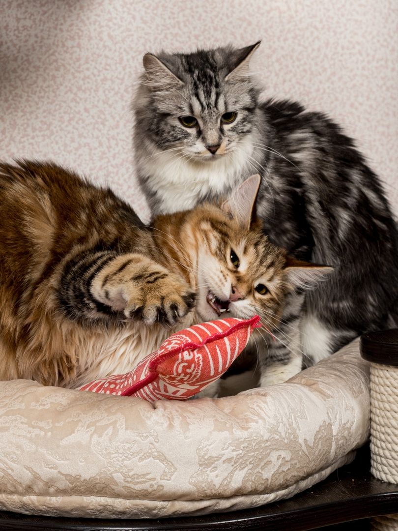 Product CTM0917803 photo 6