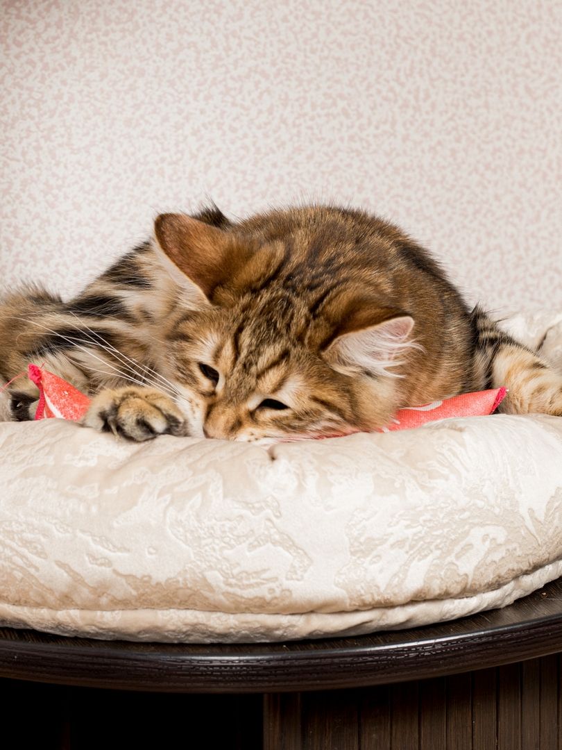 Product CTM0917803 photo 7