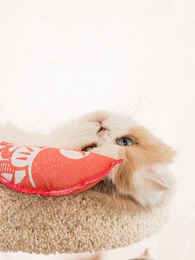 Product CTM0917803 photo 9