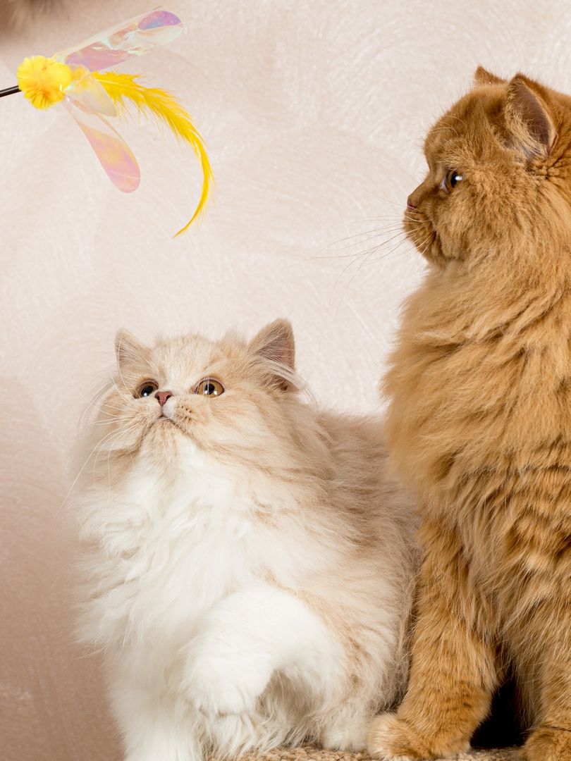 Produkt CTTR665678 Bild 10