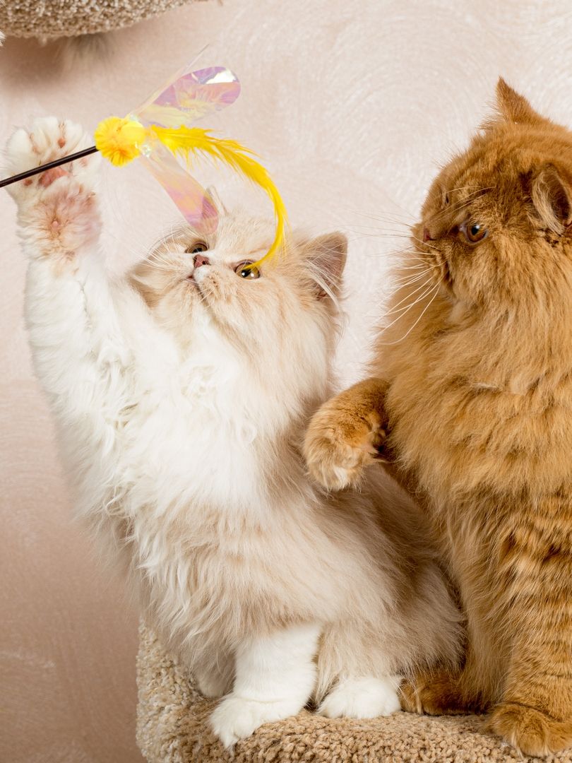 Produkt CTTR665678 Bild 11