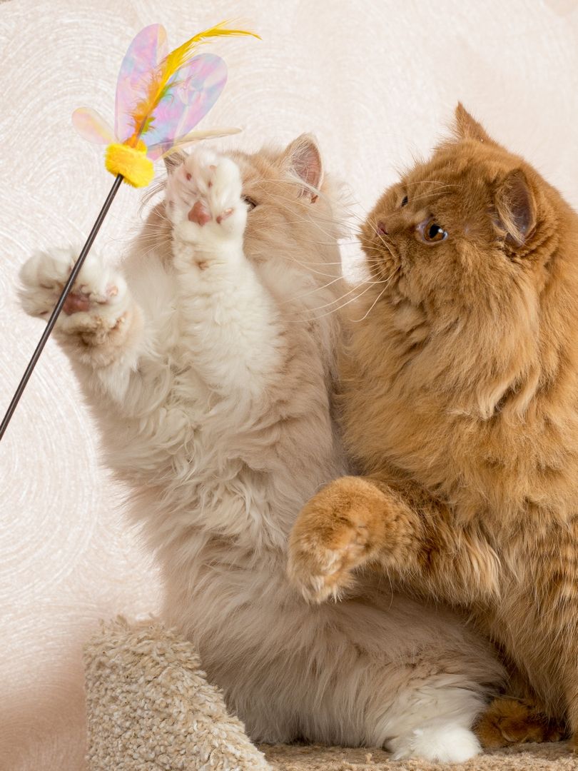 Produkt CTTR665678 Bild 12