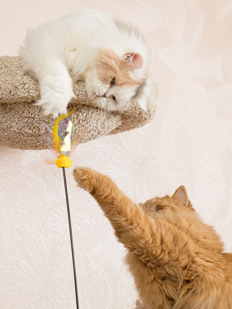 Produkt CTTR665678 Bild 13