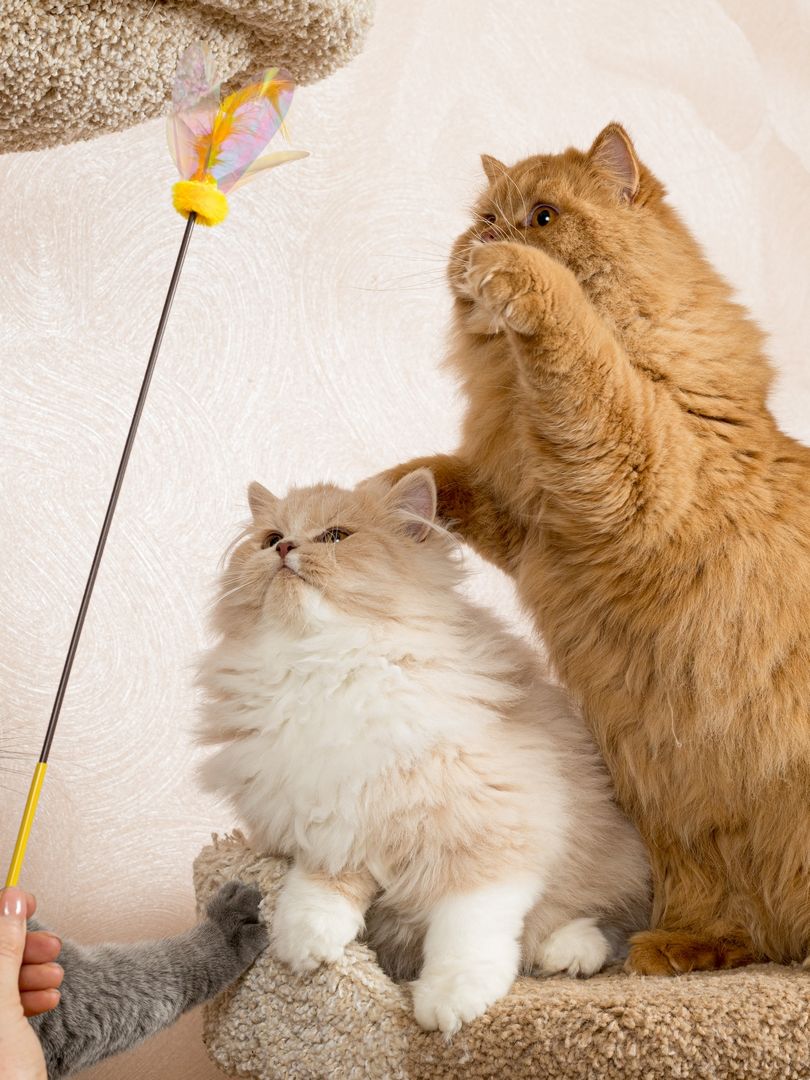 Produkt CTTR665678 Bild 14