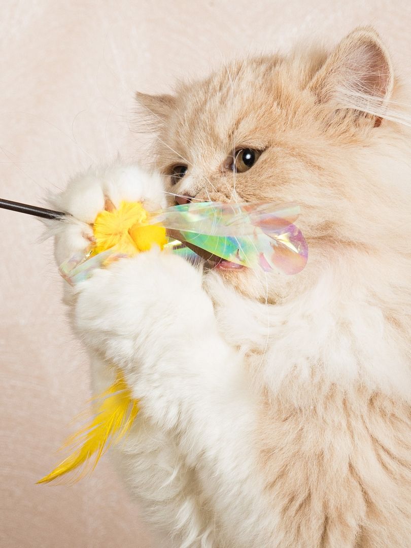 Produkt CTTR665678 Bild 16