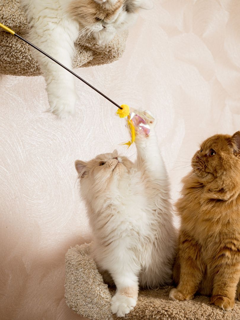 Produkt CTTR665678 Bild 17