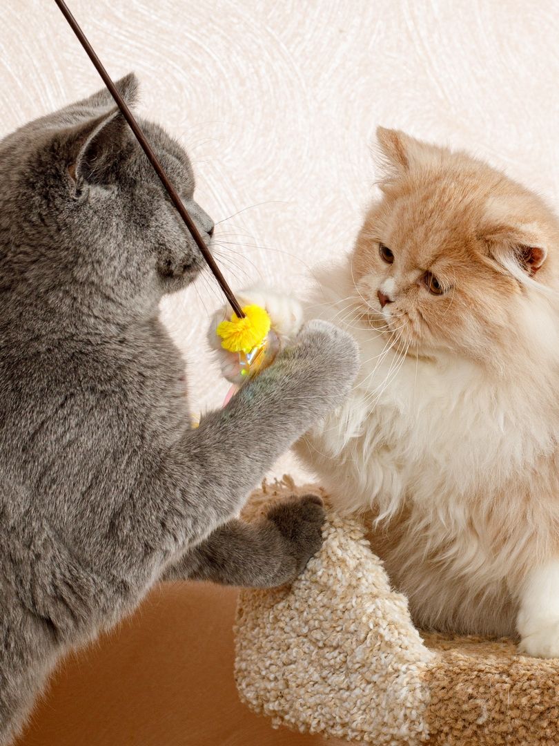 Produkt CTTR665678 Bild 19