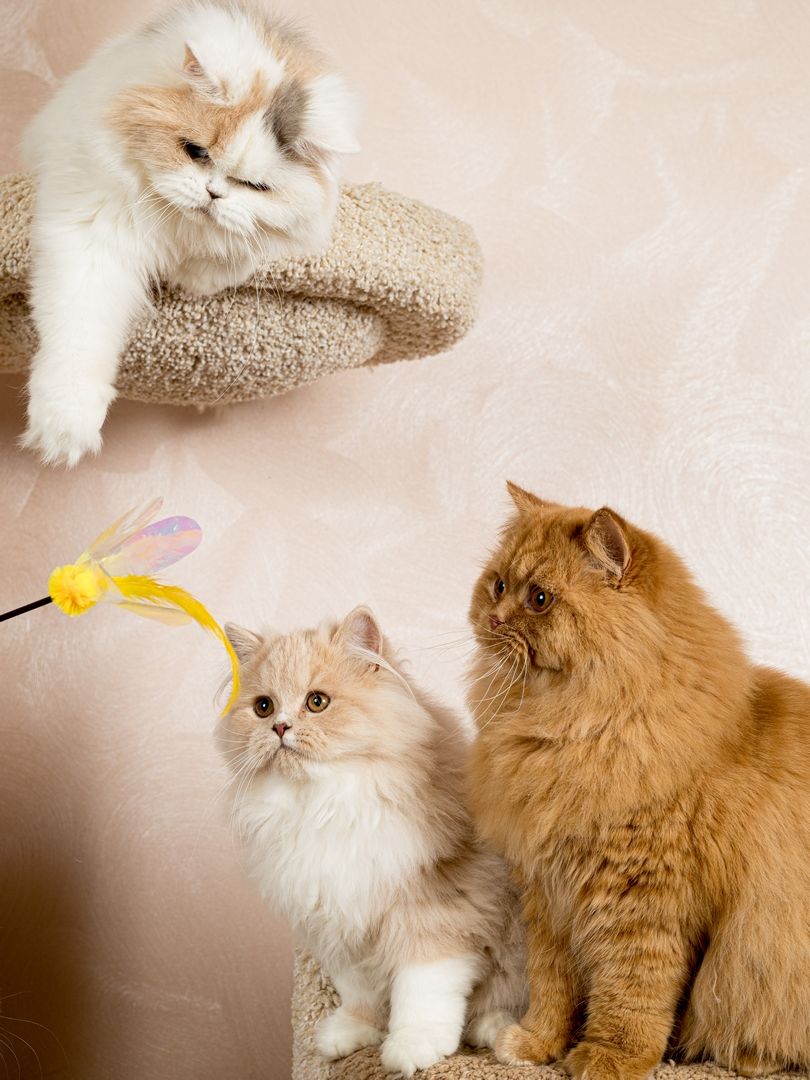 Produkt CTTR665678 Bild 3