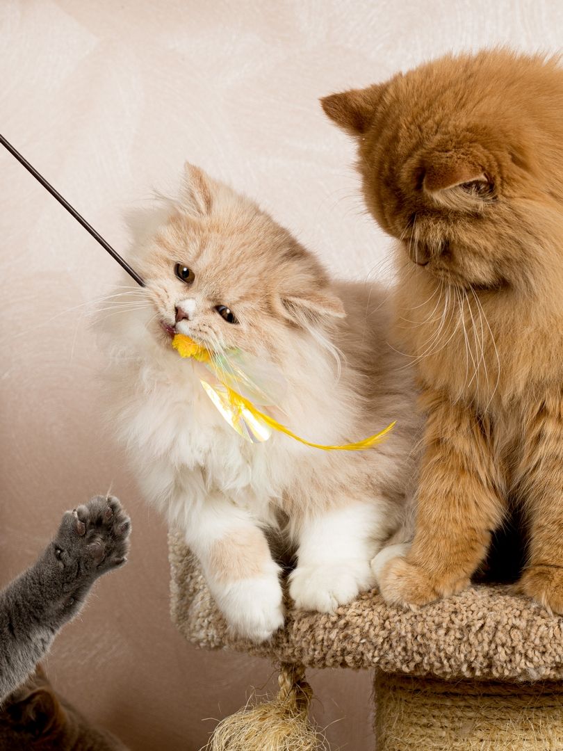 Produkt CTTR665678 Bild 5