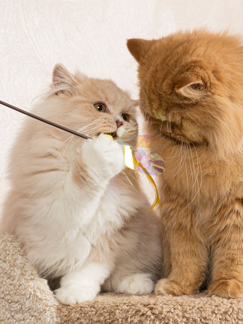 Produkt CTTR665678 Bild 7