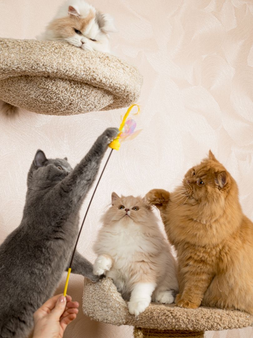 Produkt CTTR665678 Bild 8