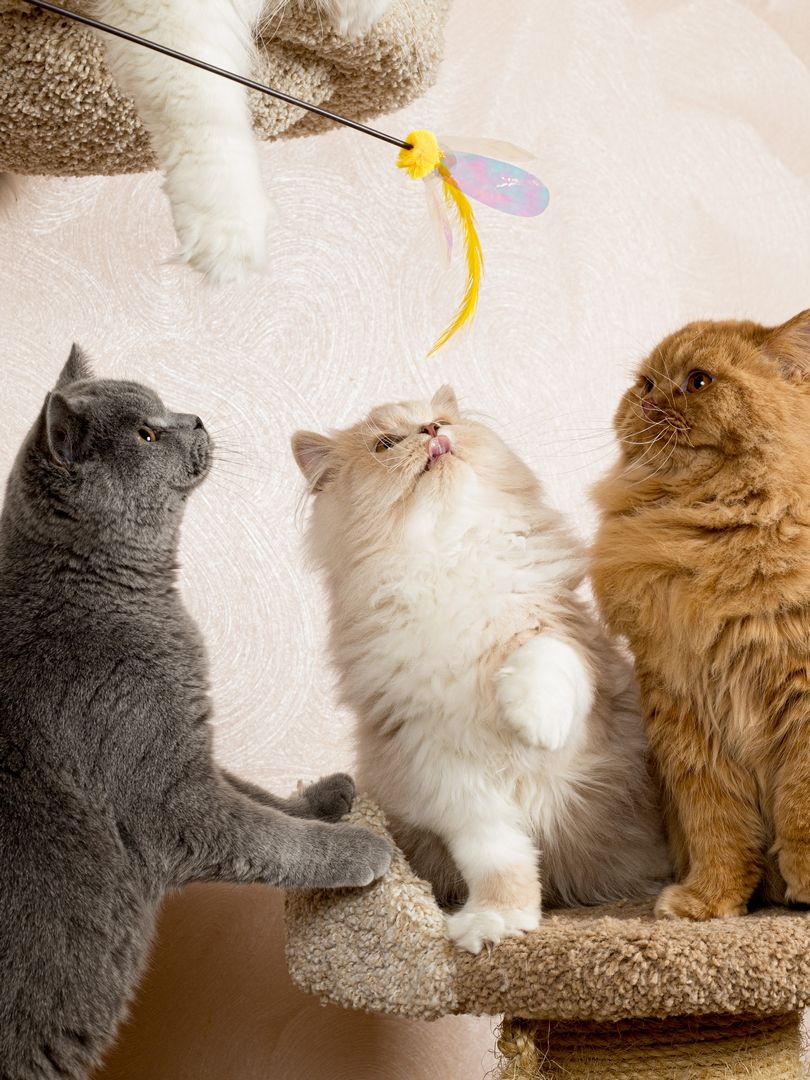 Produkt CTTR665678 Bild 9