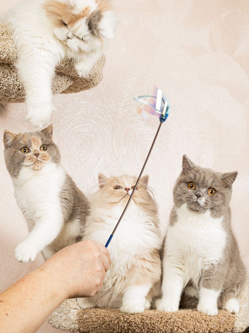 Produkt CTTR665685 Bild 10