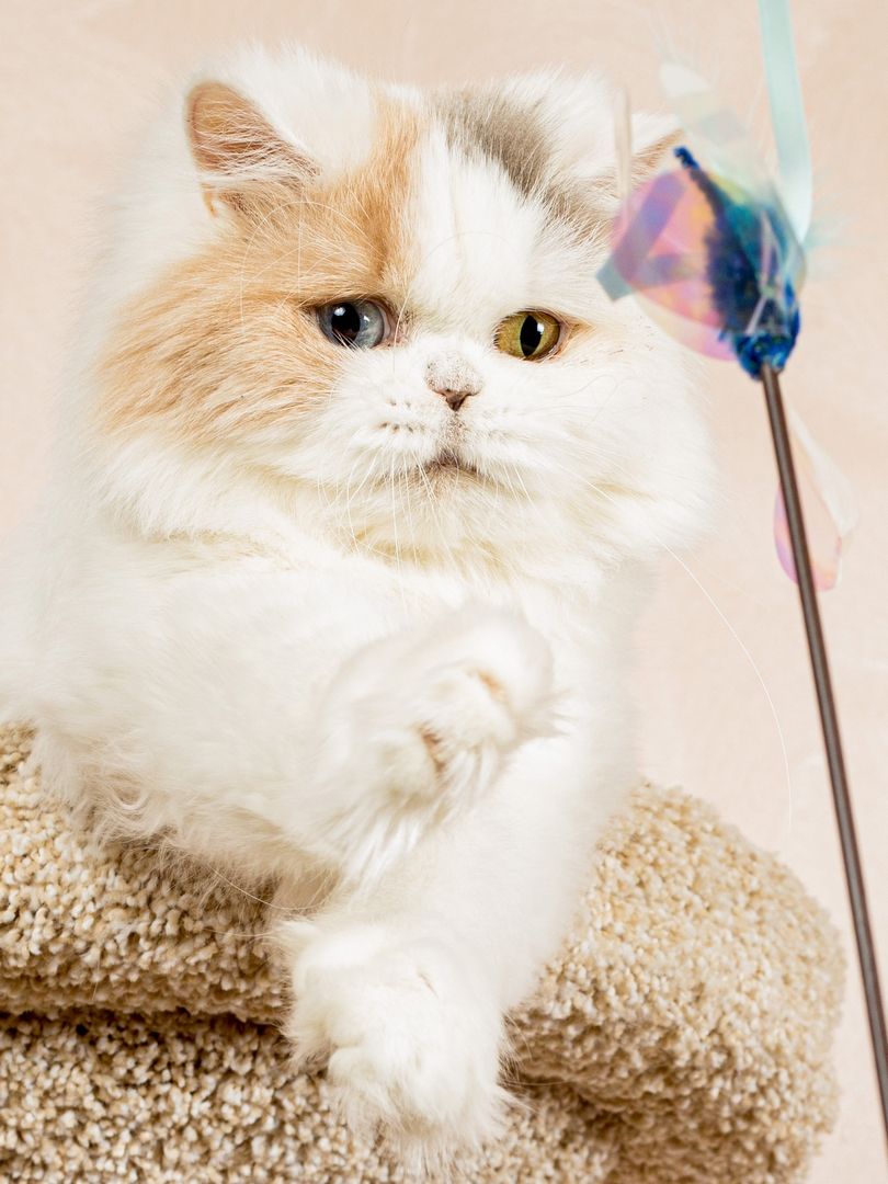 Produkt CTTR665685 Bild 12