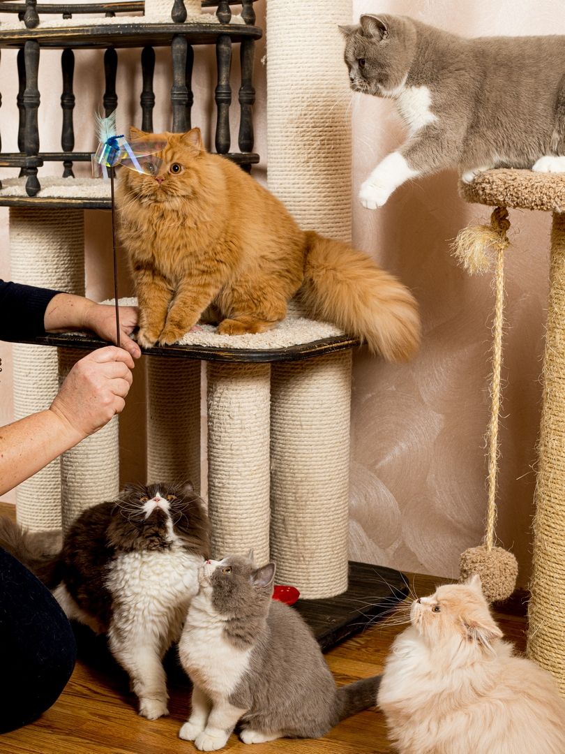 Produkt CTTR665685 Bild 13