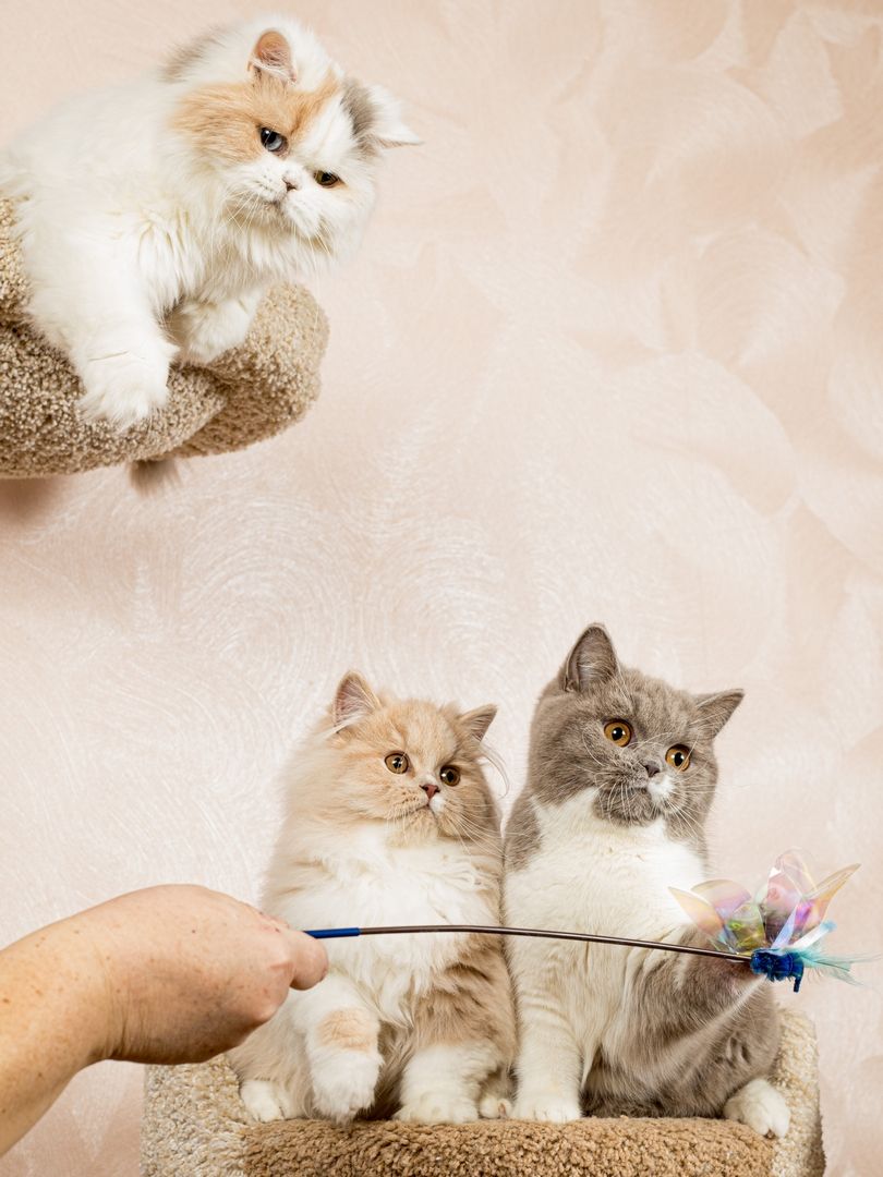 Produkt CTTR665685 Bild 14