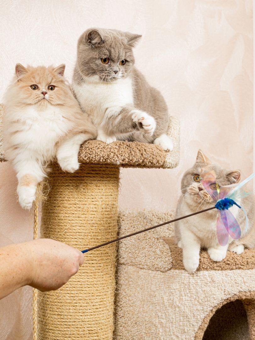 Produkt CTTR665685 Bild 16