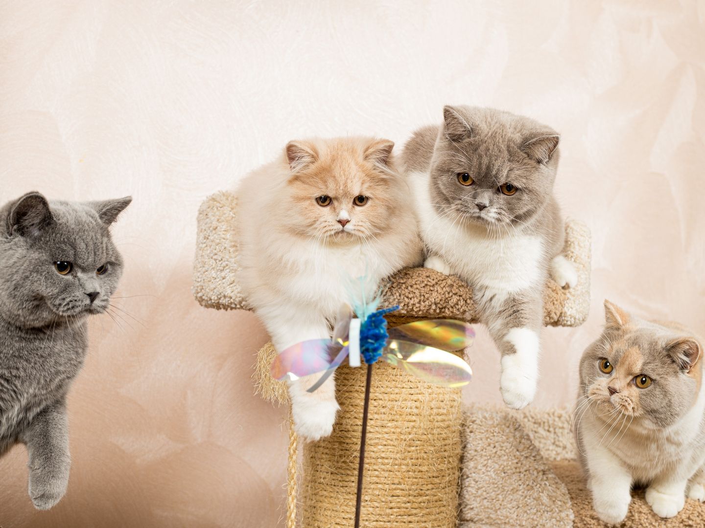 Produkt CTTR665685 Bild 17