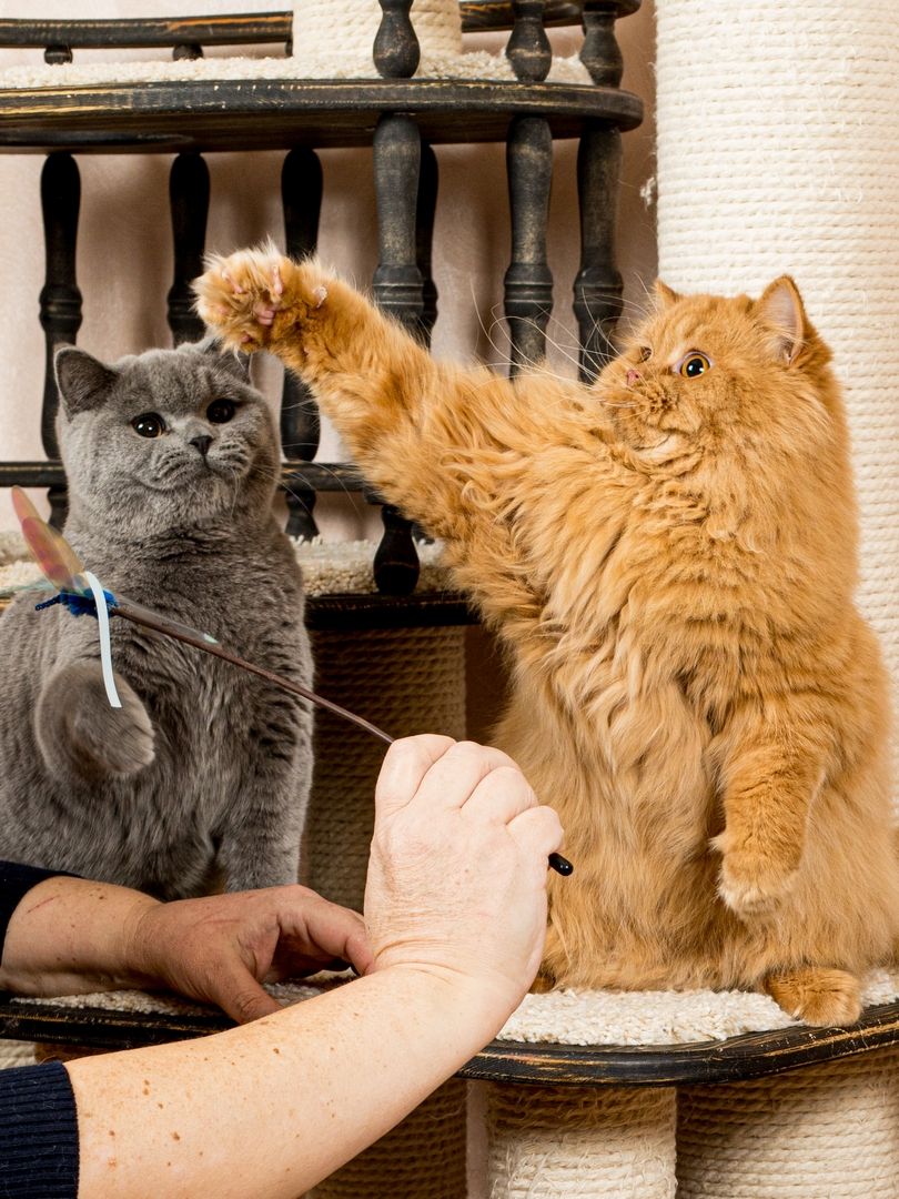 Produkt CTTR665685 Bild 18