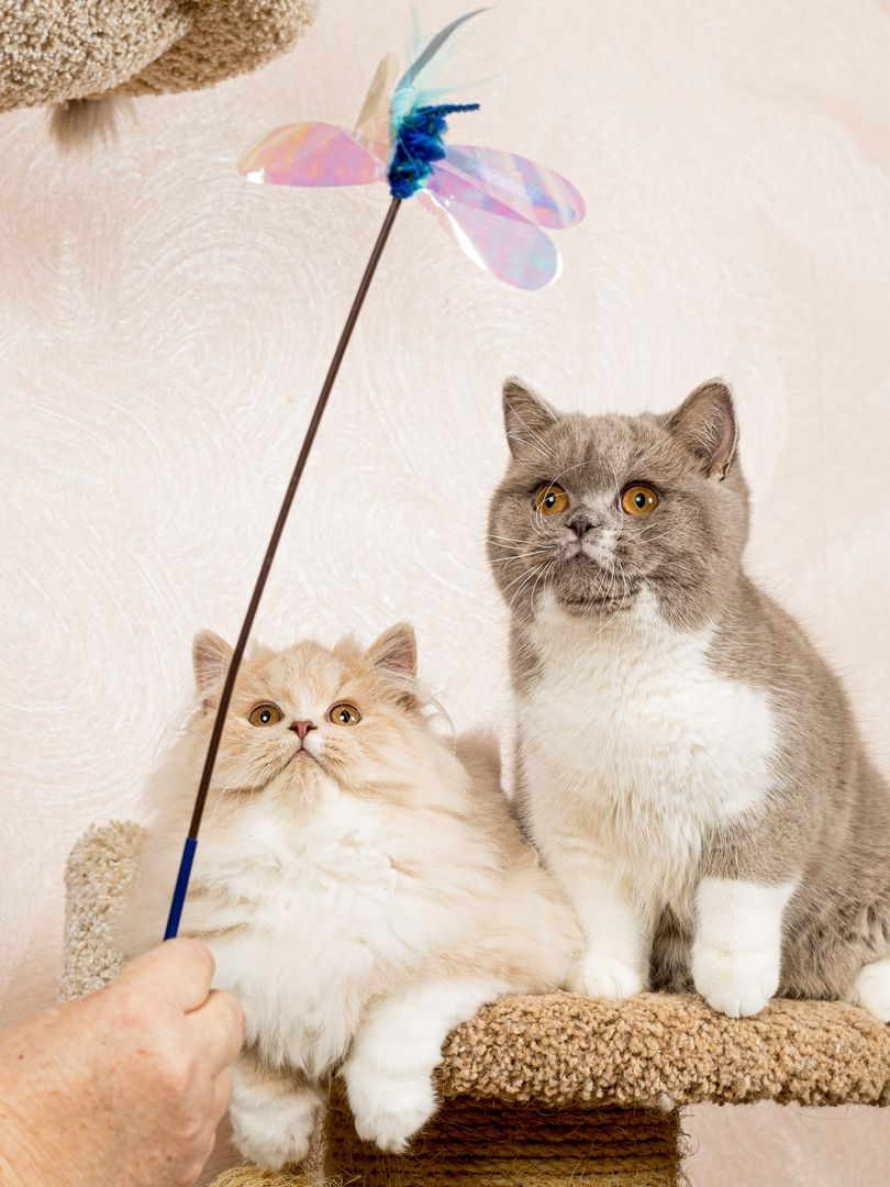 Produkt CTTR665685 Bild 5