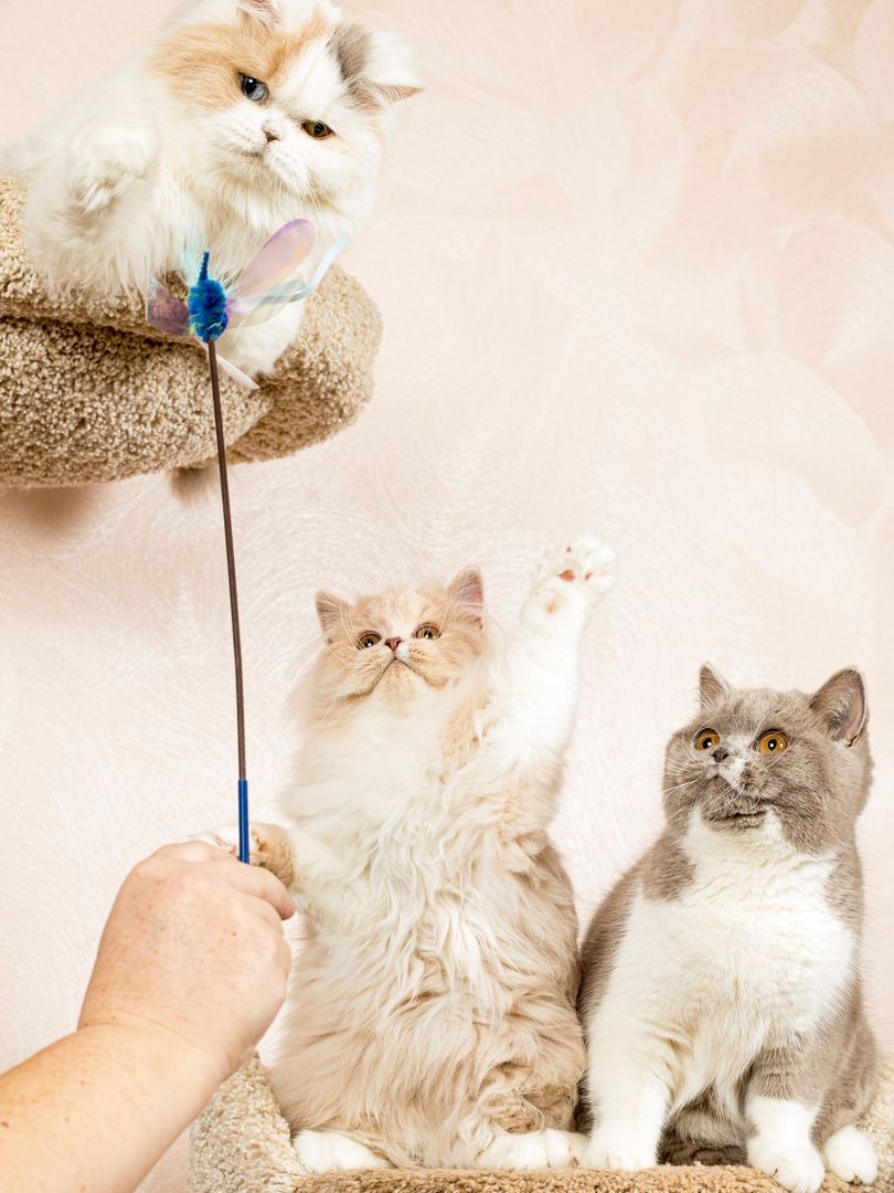 Produkt CTTR665685 Bild 6