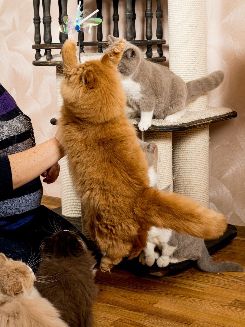 Produkt CTTR665685 Bild 7