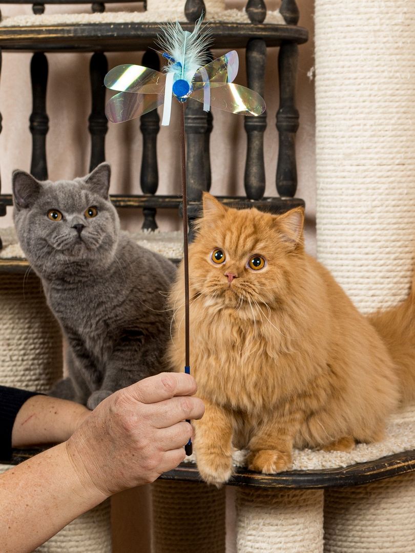 Produkt CTTR665685 Bild 8