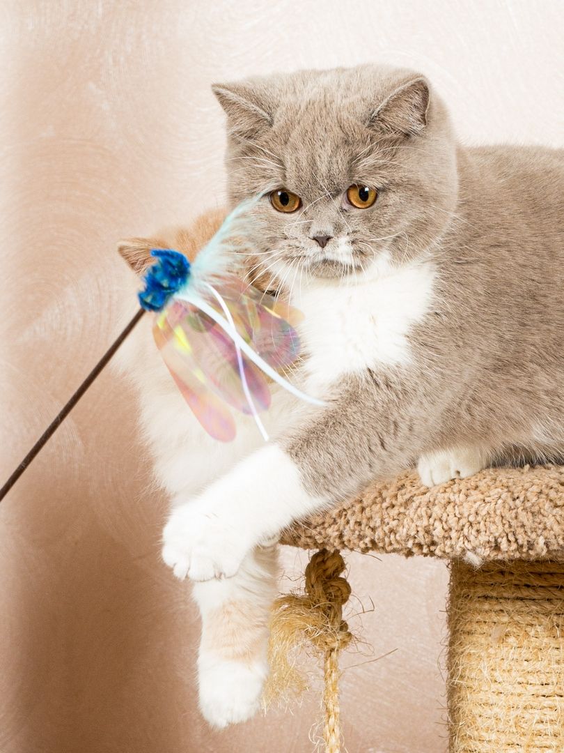 Produkt CTTR665685 Bild 9