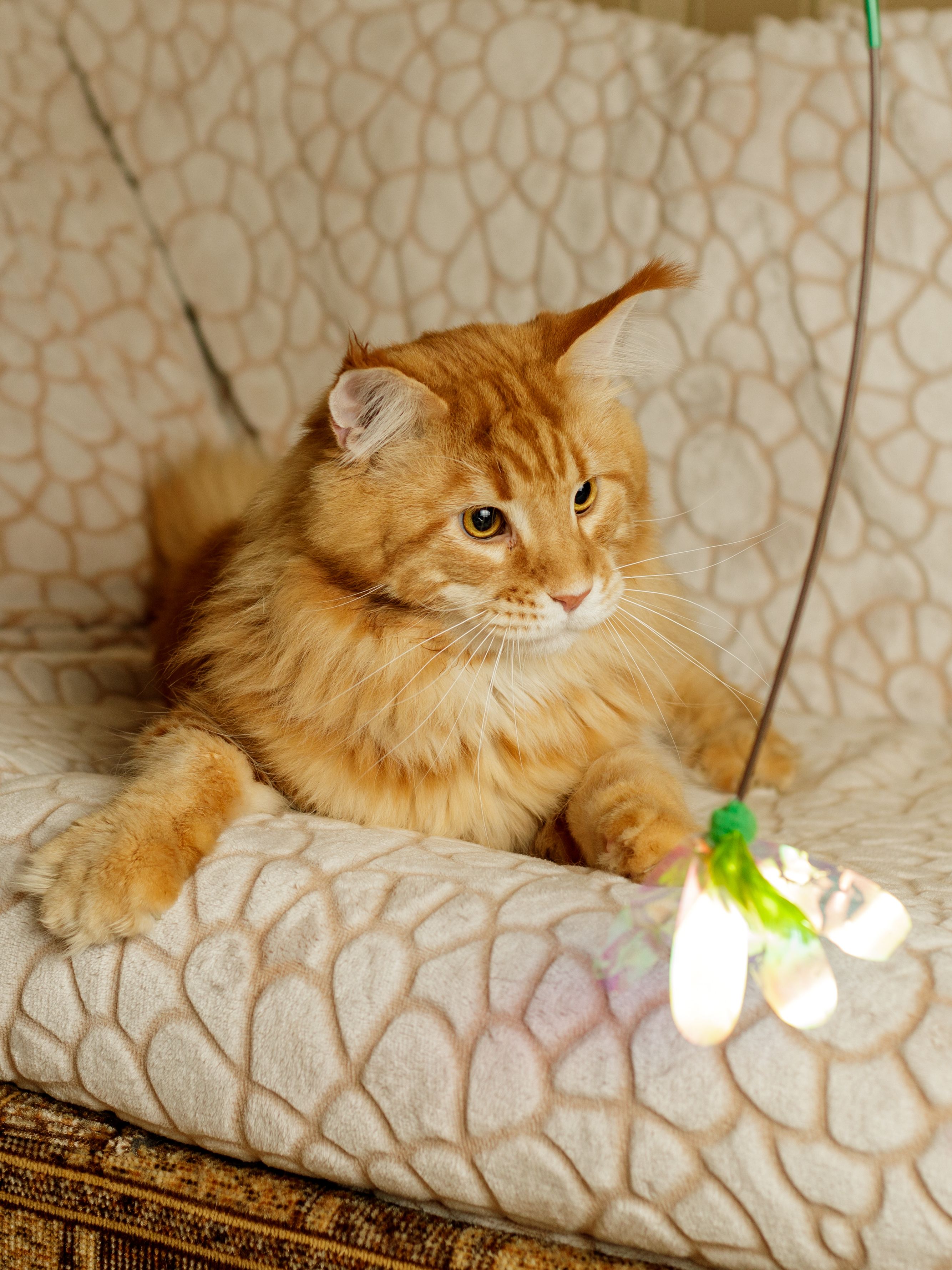 Produkt CTTR665692 Bild 2