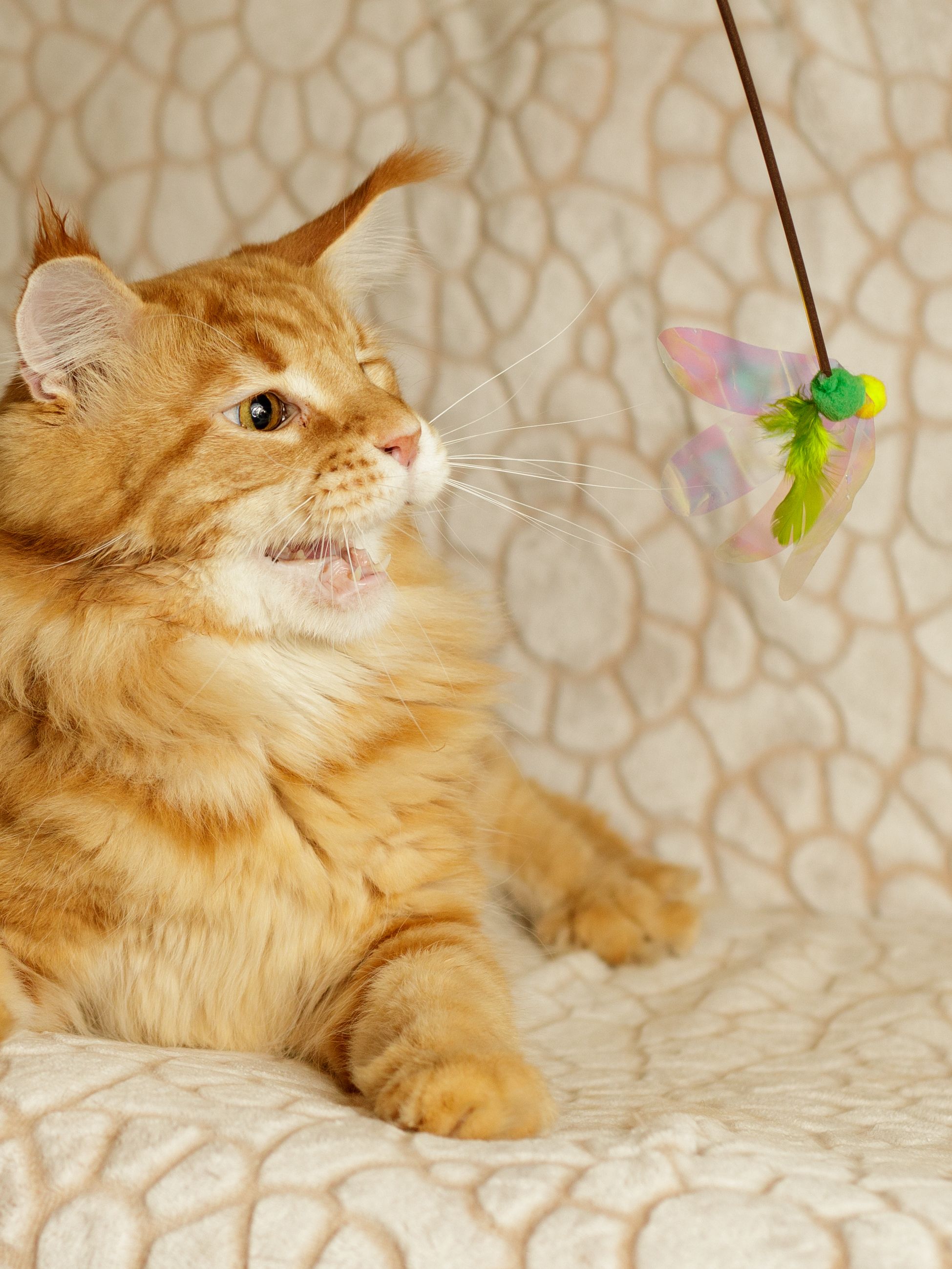 Produkt CTTR665692 Bild 3